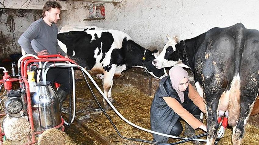 Köye yerleşip devlet desteğiyle hayvancılık yapmaya başladılar! İnek sayısını 2 yılda katladı
