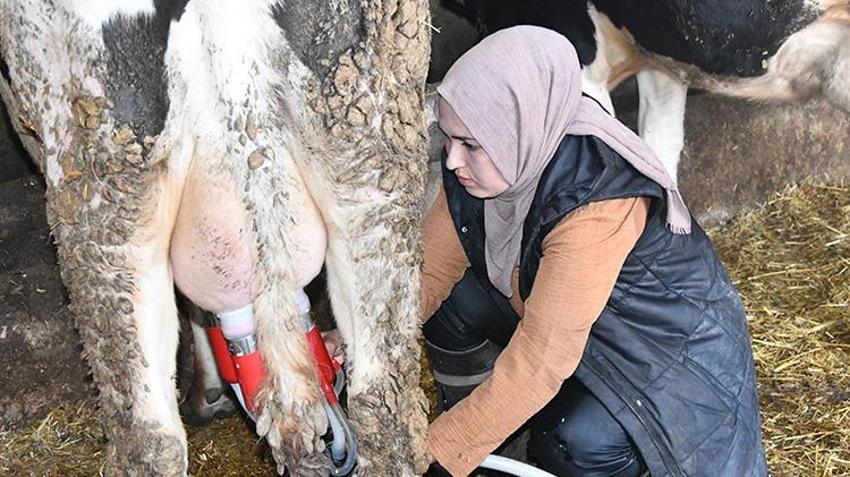 Köye yerleşip devlet desteğiyle hayvancılık yapmaya başladılar! İnek sayısını 2 yılda katladı