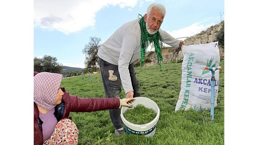 Hatay'da zahter hasadı başladı! Faydaları saymakla bitmez fiyatı belli oldu