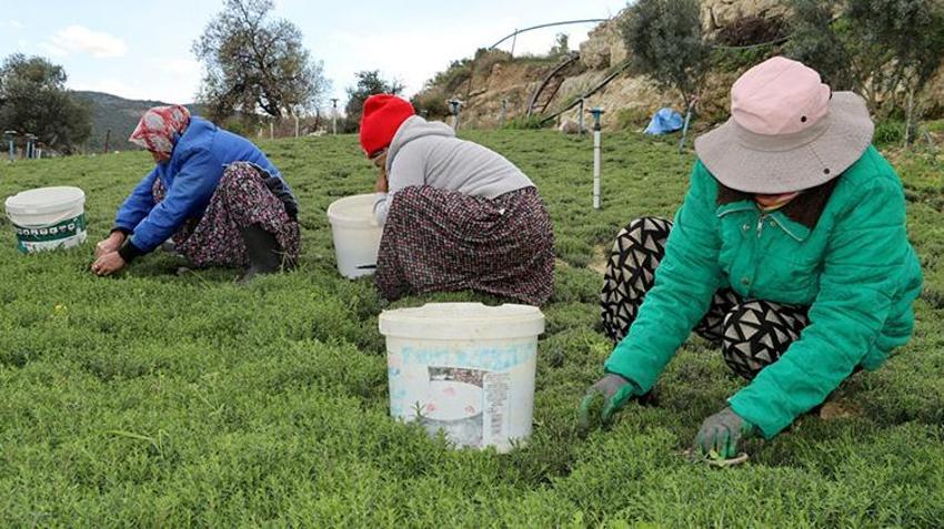 Hatay'da zahter hasadı başladı! Faydaları saymakla bitmez fiyatı belli oldu