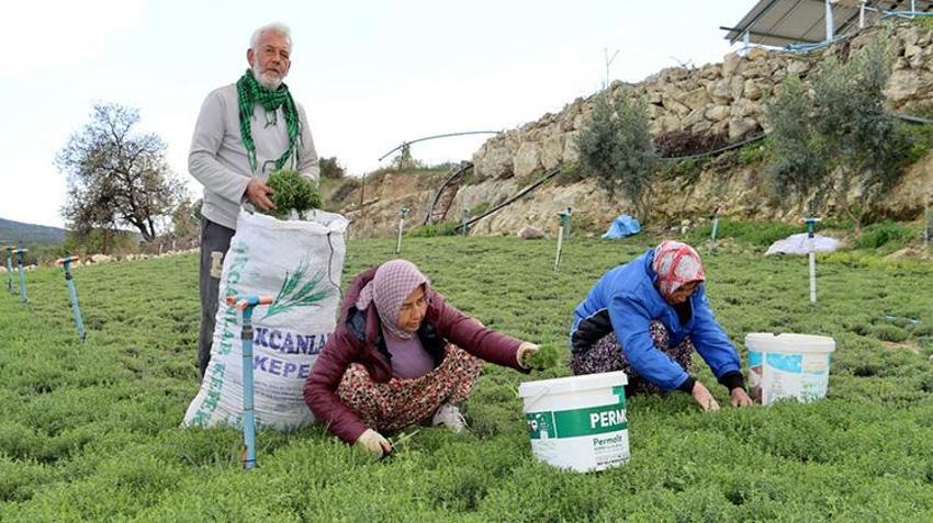 Hatay'da zahter hasadı başladı! Faydaları saymakla bitmez fiyatı belli oldu