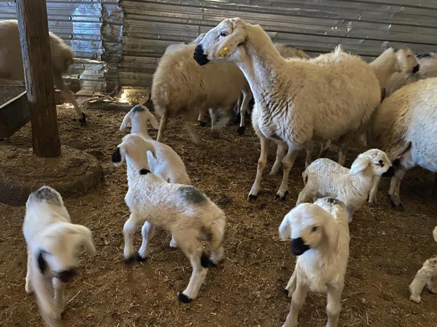 Yozgat'ta geleneksel yöntemlerle devam ettirdiği hayvancılıkta ilk kuzuları doğdu!