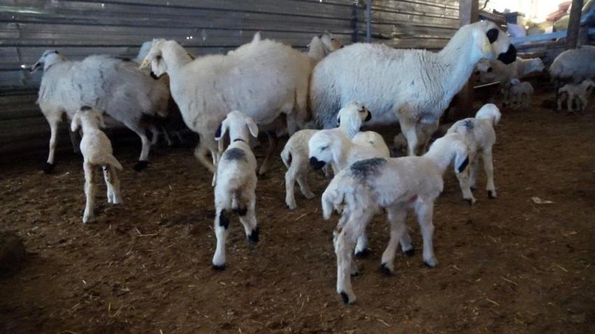 Yozgat'ta geleneksel yöntemlerle devam ettirdiği hayvancılıkta ilk kuzuları doğdu!