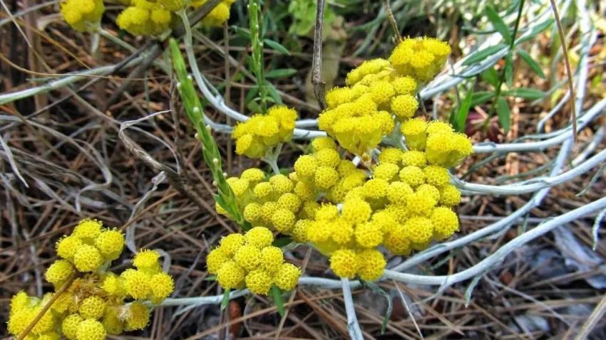 Az bilinir, bilen vazgeçemez! Çayını içenin enerjisi kat be kat artar! Aktar çarşılarının gözbebeği
