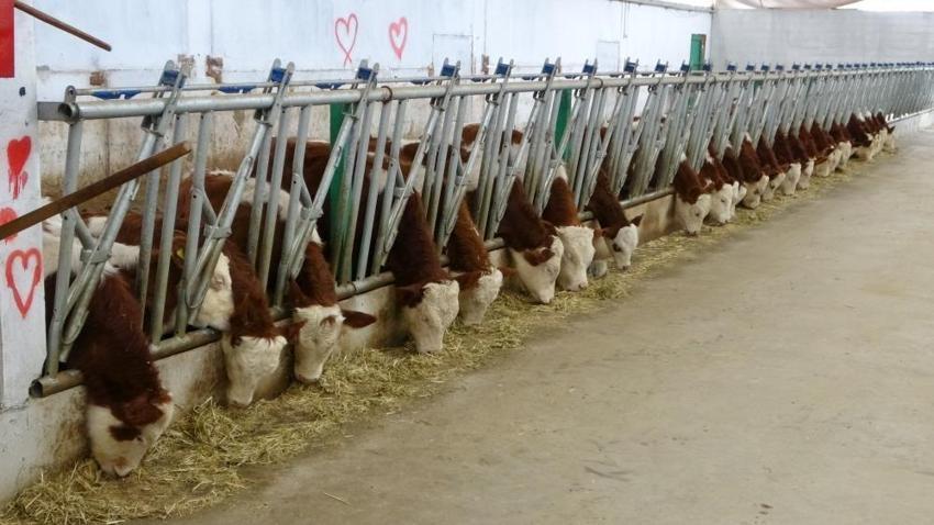43 yaşında patron oldu! Günlük 12 bin TL gelir elde ediyor: Gurbetçilere bile satıyor