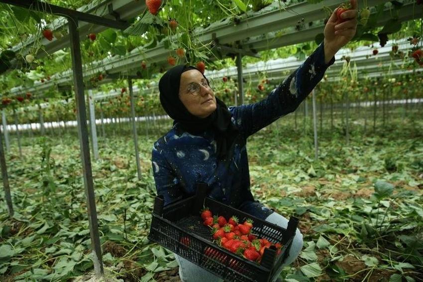 Günlük 400 kilo üretiyor! Her tohumu altın değerinde: Kilosunu 60 TL'den satan kadına istek yağıyor