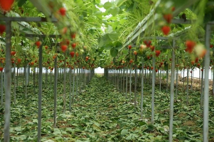 Günlük 400 kilo üretiyor! Her tohumu altın değerinde: Kilosunu 60 TL'den satan kadına istek yağıyor