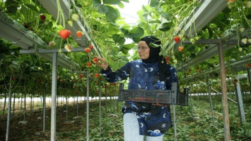 Günlük 400 kilo üretiyor! Her tohumu altın değerinde: Kilosunu 60 TL'den satan kadına istek yağıyor