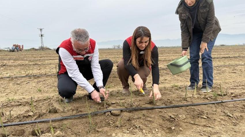 ABD'yi terk etti, İzmir'e gelip 80 dekar alana ekti! Şimdi hepsini Almanya, Hollanda'ya satacak