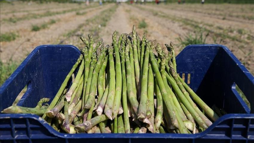 ABD'yi terk etti, İzmir'e gelip 80 dekar alana ekti! Şimdi hepsini Almanya, Hollanda'ya satacak