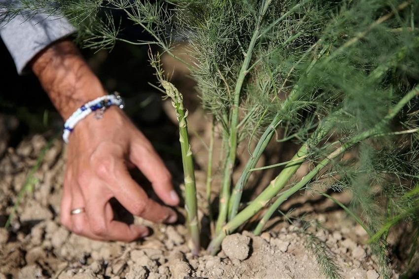 ABD'yi terk etti, İzmir'e gelip 80 dekar alana ekti! Şimdi hepsini Almanya, Hollanda'ya satacak