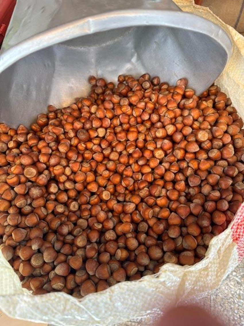 Giresun'da fındık fiyatları Cumhuriyet tarihinin en yüksek seviyesine ulaştı