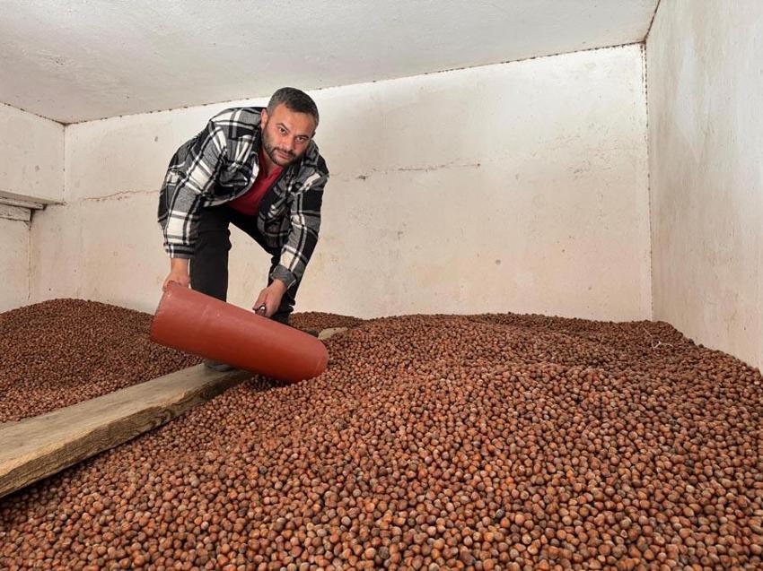 Giresun'da fındık fiyatları Cumhuriyet tarihinin en yüksek seviyesine ulaştı