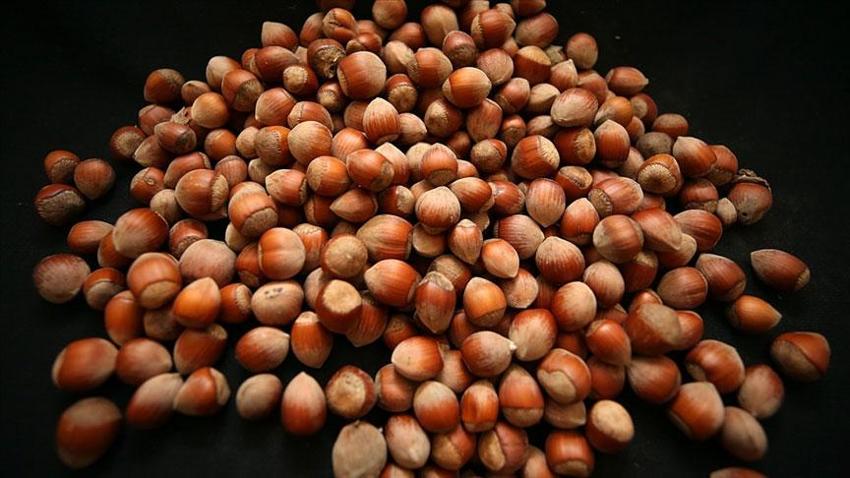 Giresun'da fındık fiyatları Cumhuriyet tarihinin en yüksek seviyesine ulaştı