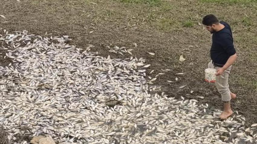 Bursa'da tedirgin eden görüntü! Sular çekildi, binlerce balık telef oldu