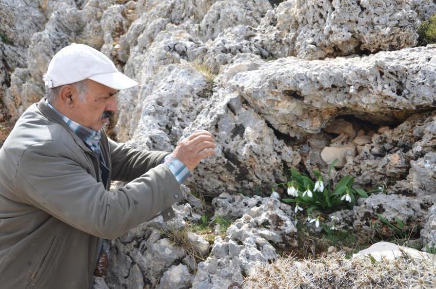 Torosların beyaz gelinliği yok olma tehlikesiyle karşı karşıya! Koruma altına alınması gerekiyor