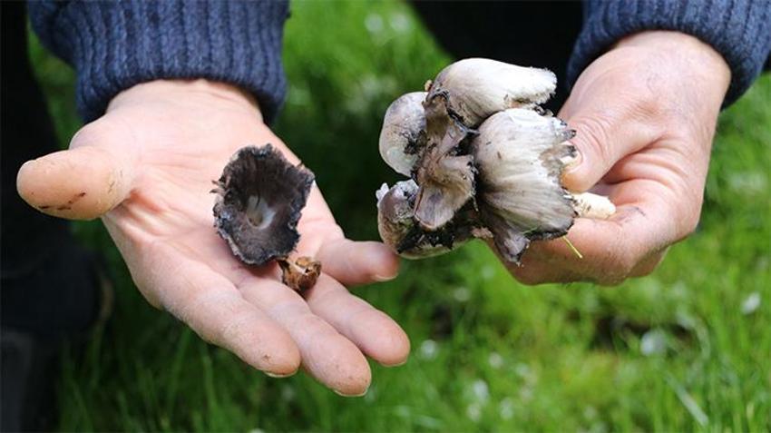 Baharın gelmesiyle ilgi arttı! Uzmanlar uyardı: 2 saat içerisinde ortaya çıkıyor 