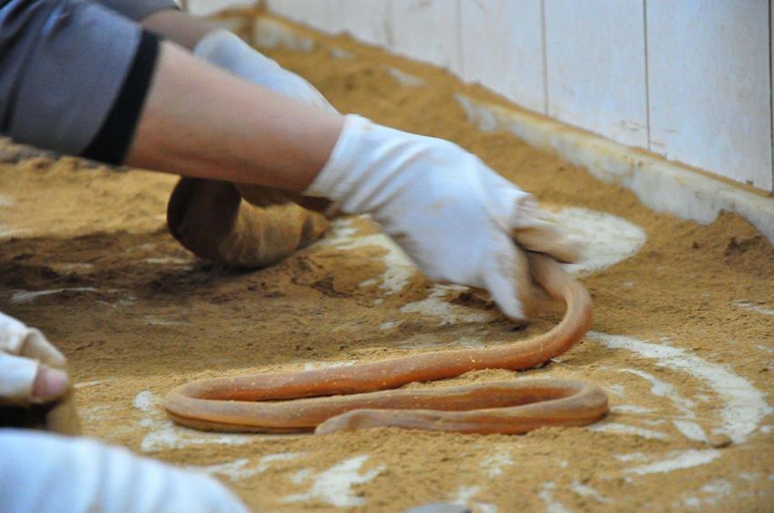 Manisa'da festival zamanı! 8 ton mesir dağıtılacak, 5 asırlık tarifle hazırlıklar başladı