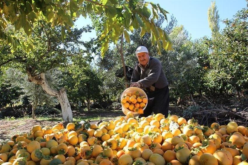 İşsiz kaldıktan sonra keşfetti, üretimi 50 dönüme çıkarttı! Kilosu 100 liraya 15 ton satıyor: İspanya'ya bile ihracatı var
