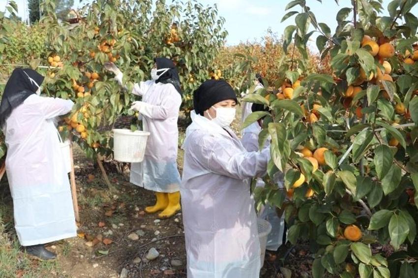 İşsiz kaldıktan sonra keşfetti, üretimi 50 dönüme çıkarttı! Kilosu 100 liraya 15 ton satıyor: İspanya'ya bile ihracatı var