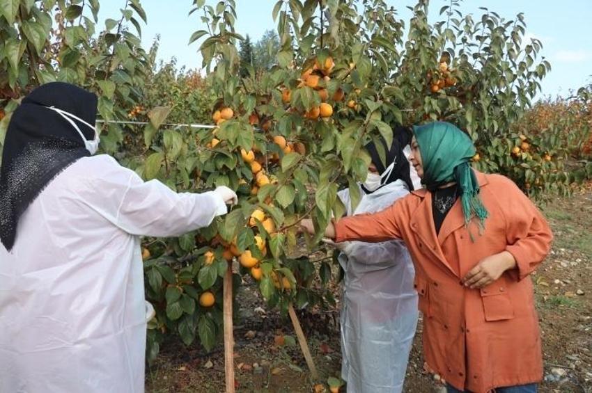 İşsiz kaldıktan sonra keşfetti, üretimi 50 dönüme çıkarttı! Kilosu 100 liraya 15 ton satıyor: İspanya'ya bile ihracatı var