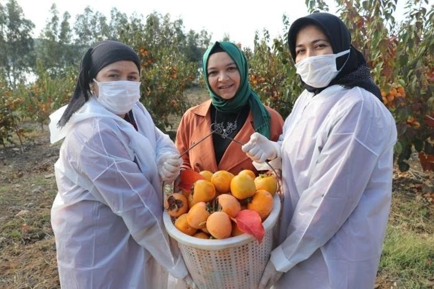 İşsiz kaldıktan sonra keşfetti, üretimi 50 dönüme çıkarttı! Kilosu 100 liraya 15 ton satıyor: İspanya'ya bile ihracatı var