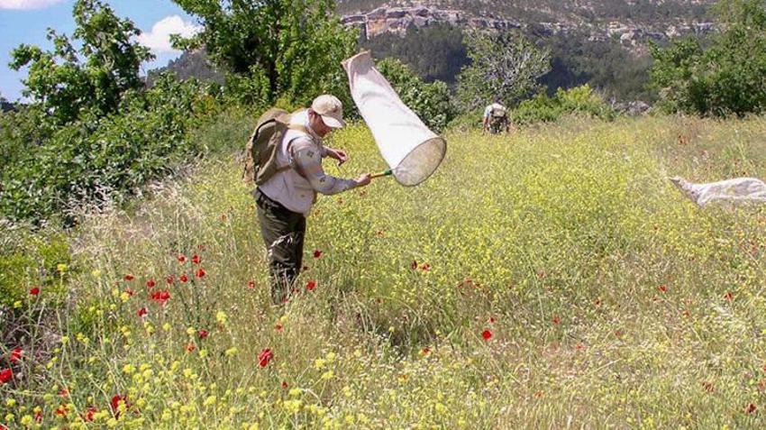 Kırşehir'de keşfedilen yeni bir böcek türüne eşinin ismini verdi! 'Linç edileceğimi bilerek bu kararı verdim'