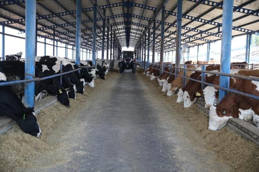 Devlet desteğiyle kazanç sağlıyor! 100 hayvanla başladı şimdi 650'ye çıktı, günlük 5 ton üretim yapıyor