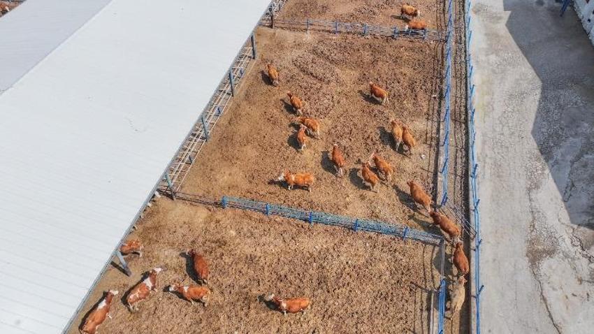 Devlet desteğiyle kazanç sağlıyor! 100 hayvanla başladı şimdi 650'ye çıktı, günlük 5 ton üretim yapıyor