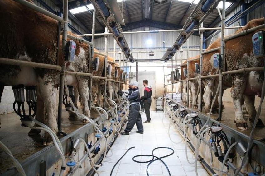 Devlet desteğiyle kazanç sağlıyor! 100 hayvanla başladı şimdi 650'ye çıktı, günlük 5 ton üretim yapıyor