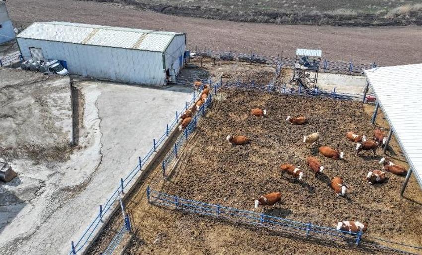 Devlet desteğiyle kazanç sağlıyor! 100 hayvanla başladı şimdi 650'ye çıktı, günlük 5 ton üretim yapıyor