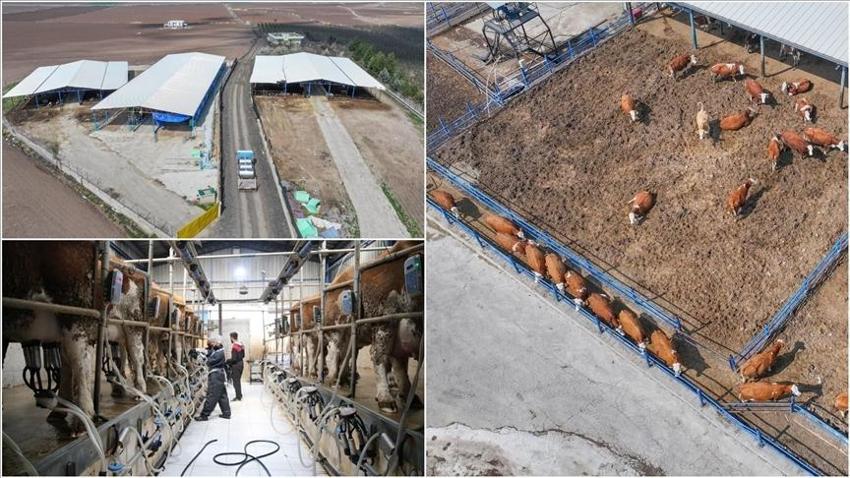 Devlet desteğiyle kazanç sağlıyor! 100 hayvanla başladı şimdi 650'ye çıktı, günlük 5 ton üretim yapıyor