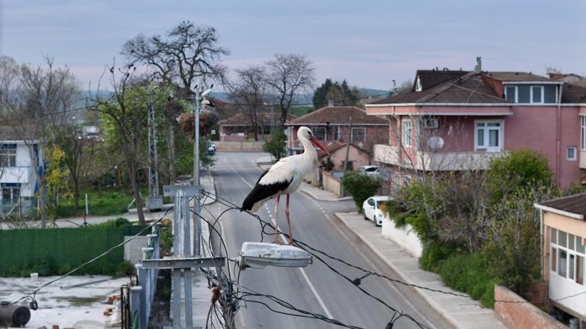 İstanbul'un leylekli köyünde bahar hazırlıkları: Göçten gelen kuşların rahatı için seferber oldular