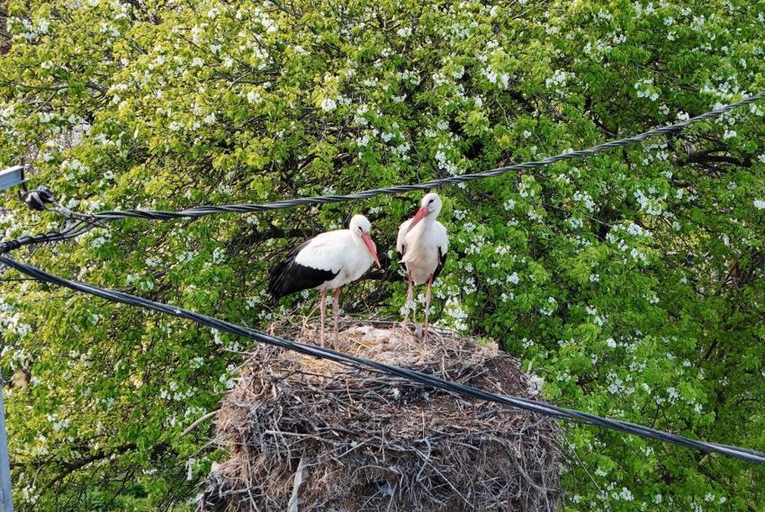 İstanbul'un leylekli köyünde bahar hazırlıkları: Göçten gelen kuşların rahatı için seferber oldular