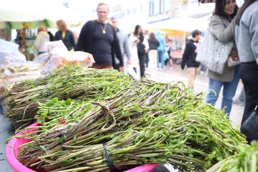 Bodrum Acı Ot Festivali yağmura rağmen yoğun ilgi görüyor