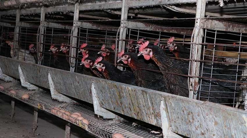 Çadırda başladı, şimdi talebe yetişemiyor! İşte Erzurumlu girişimcinin ilham veren hikayesi...