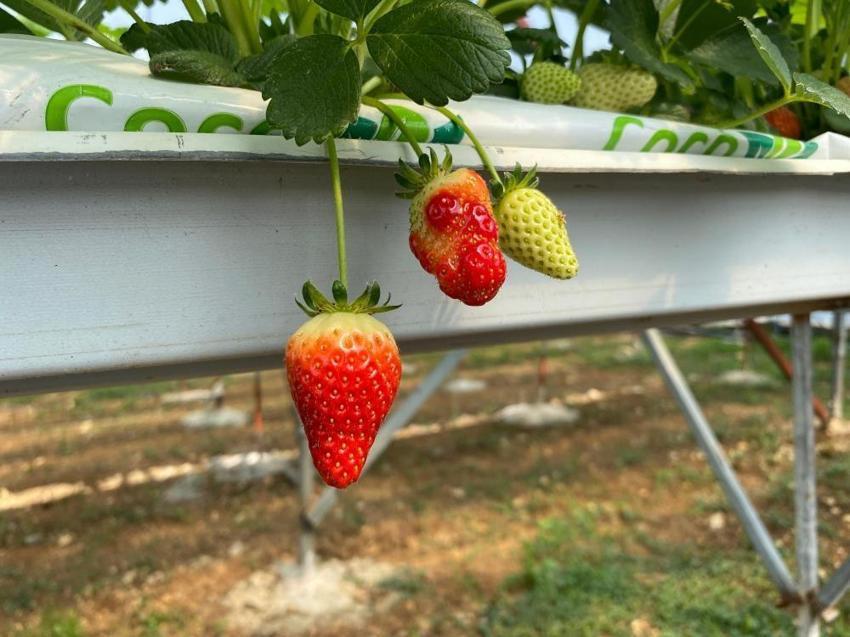 4 ortak işe girişti, 2 dönümle üretimi 12 tona çıkarttılar! Bir video ile başlayan girişim 365 gün kazanca dönüştü