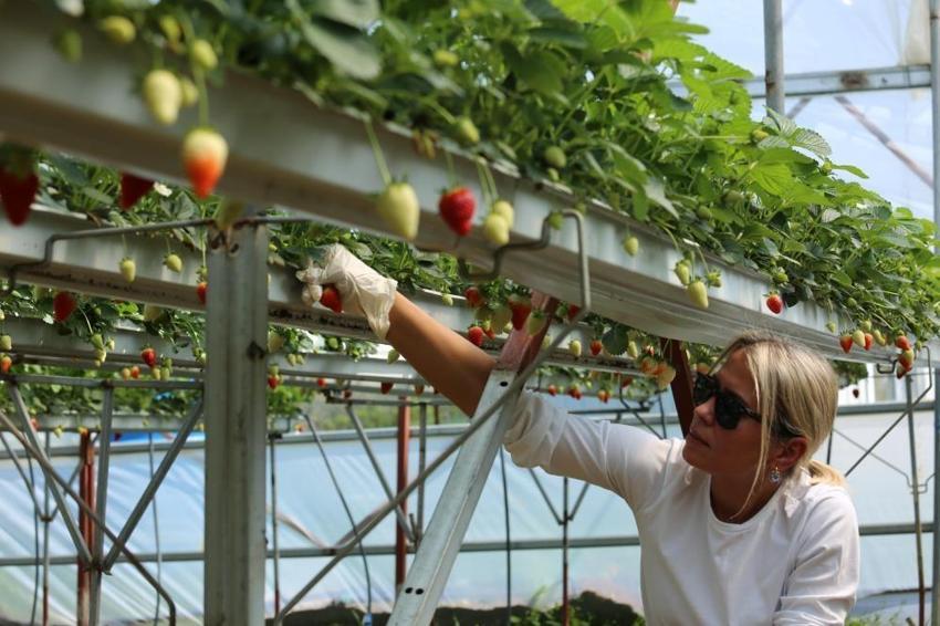 4 ortak işe girişti, 2 dönümle üretimi 12 tona çıkarttılar! Bir video ile başlayan girişim 365 gün kazanca dönüştü