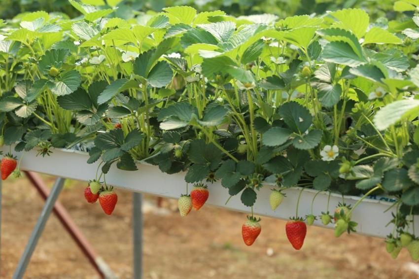 4 ortak işe girişti, 2 dönümle üretimi 12 tona çıkarttılar! Bir video ile başlayan girişim 365 gün kazanca dönüştü