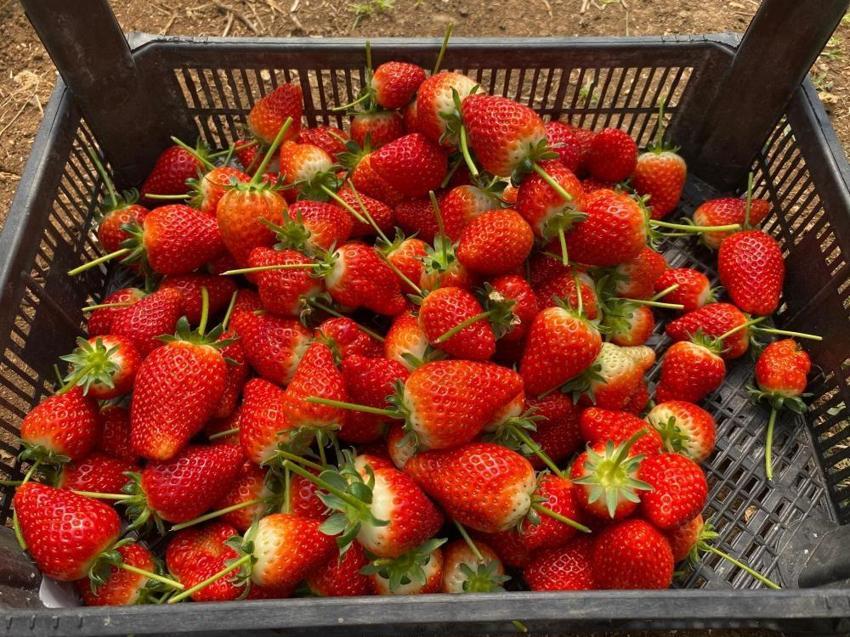 4 ortak işe girişti, 2 dönümle üretimi 12 tona çıkarttılar! Bir video ile başlayan girişim 365 gün kazanca dönüştü