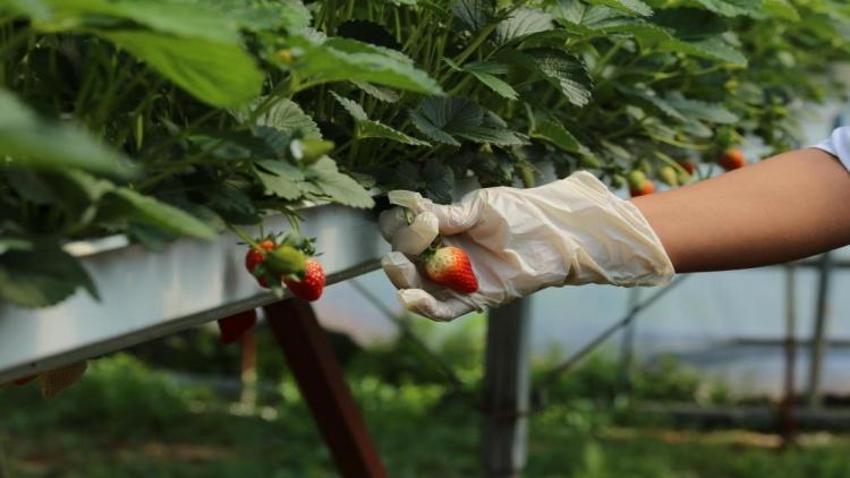 4 ortak işe girişti, 2 dönümle üretimi 12 tona çıkarttılar! Bir video ile başlayan girişim 365 gün kazanca dönüştü