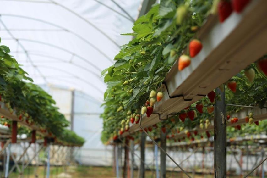 4 ortak işe girişti, 2 dönümle üretimi 12 tona çıkarttılar! Bir video ile başlayan girişim 365 gün kazanca dönüştü