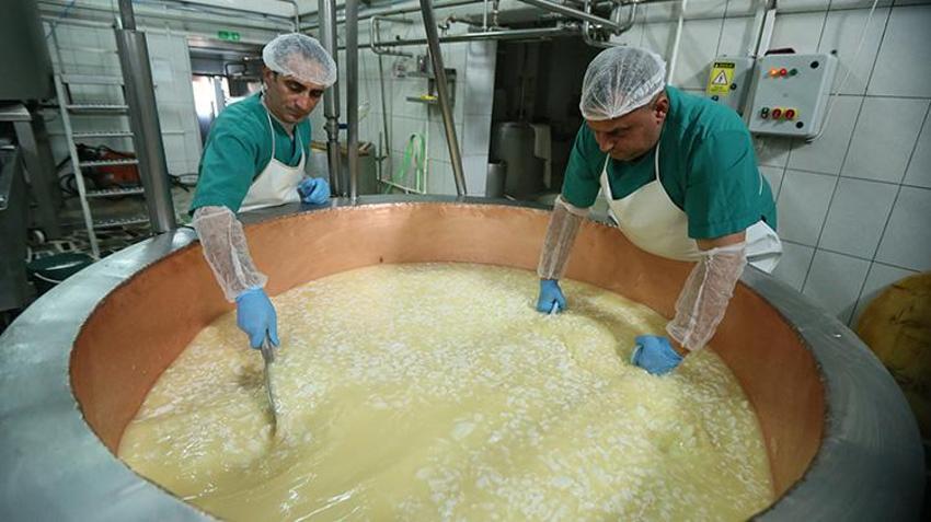 Cumhuriyetin kuruluşundan bugüne en kaliteli peynirlerin merkezi Kars'ta, yılda 700 bin tona yakın süt işleniyor 