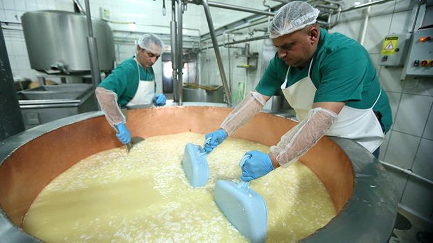 Cumhuriyetin kuruluşundan bugüne en kaliteli peynirlerin merkezi Kars'ta, yılda 700 bin tona yakın süt işleniyor 