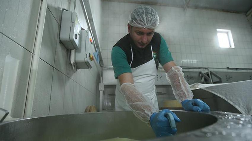 Cumhuriyetin kuruluşundan bugüne en kaliteli peynirlerin merkezi Kars'ta, yılda 700 bin tona yakın süt işleniyor 
