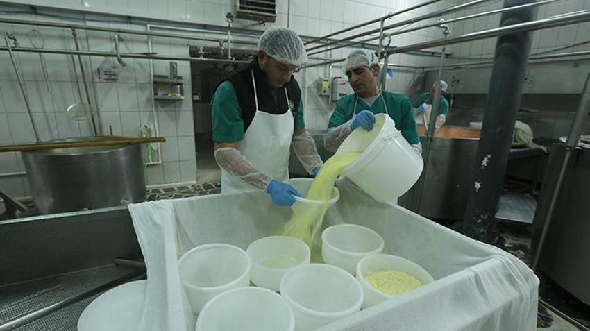 Cumhuriyetin kuruluşundan bugüne en kaliteli peynirlerin merkezi Kars'ta, yılda 700 bin tona yakın süt işleniyor 