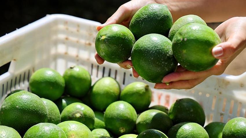 Limonda stokçuların oyunu ortaya çıktı! 'Yeni sezona kadar ülkemize yeter ve artar'