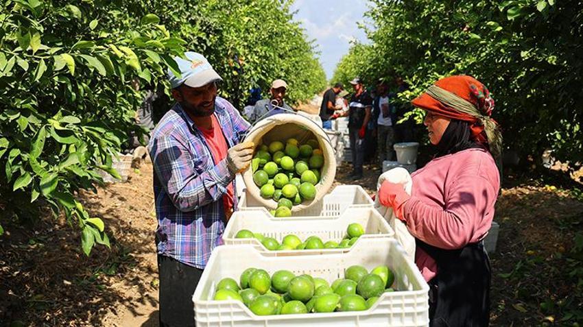Limonda stokçuların oyunu ortaya çıktı! 'Yeni sezona kadar ülkemize yeter ve artar'