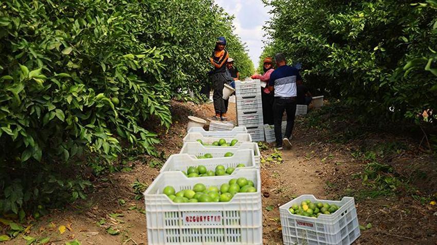Limonda stokçuların oyunu ortaya çıktı! 'Yeni sezona kadar ülkemize yeter ve artar'