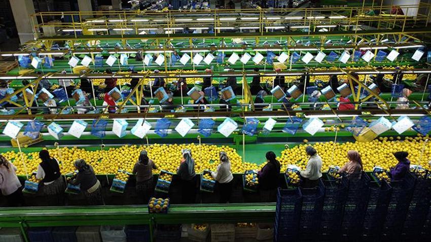 Limonda stokçuların oyunu ortaya çıktı! 'Yeni sezona kadar ülkemize yeter ve artar'